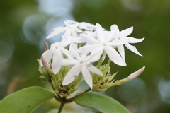 Jasminum sambac